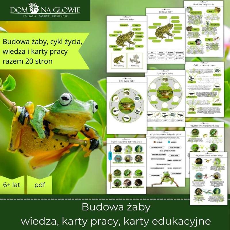 Aktywnosci Dnia Żaby