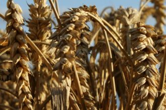 Polskie rolnictwo: odkrywamy kolonialną historię – fakty i mity, które musisz znać