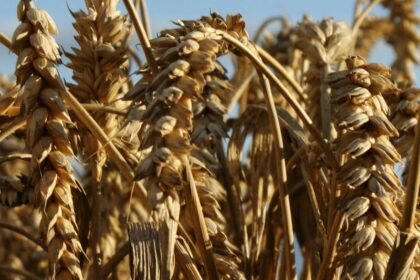 Polskie rolnictwo: odkrywamy kolonialną historię – fakty i mity, które musisz znać