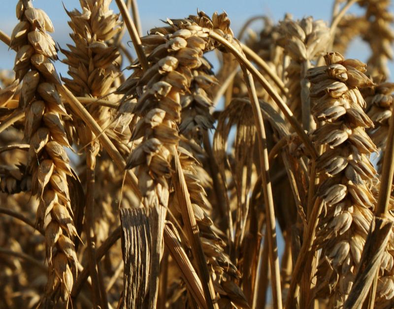 Polskie rolnictwo: odkrywamy kolonialną historię – fakty i mity, które musisz znać